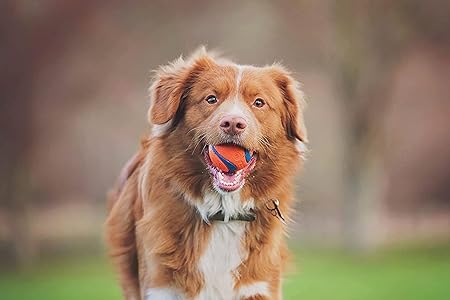 Chuckit Chuckit! Fetch Medley 3'lü Köpek Oyun Topu Seti