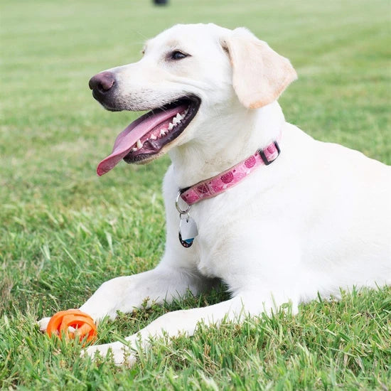 Köpek Oyun Topu Chuckıt! Air Fetch Ball