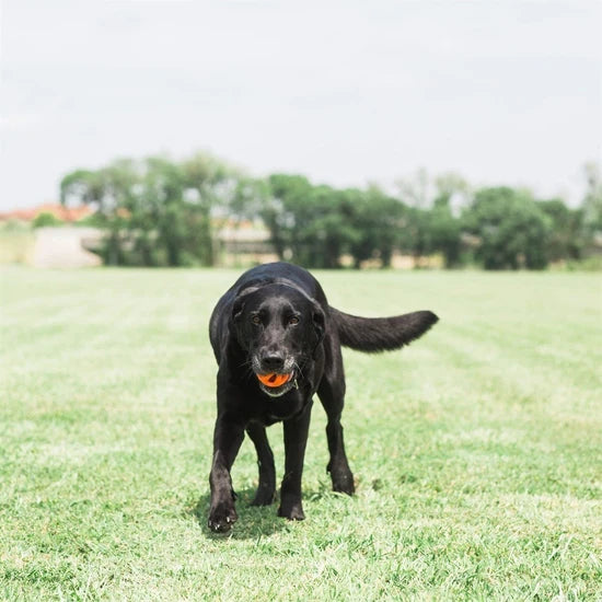 Köpek Oyun Topu Chuckıt! Air Fetch Ball